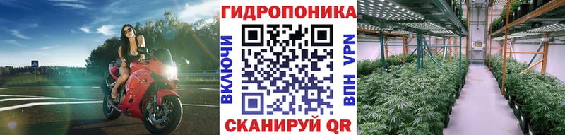 Марихуана сатива  Вилючинск 